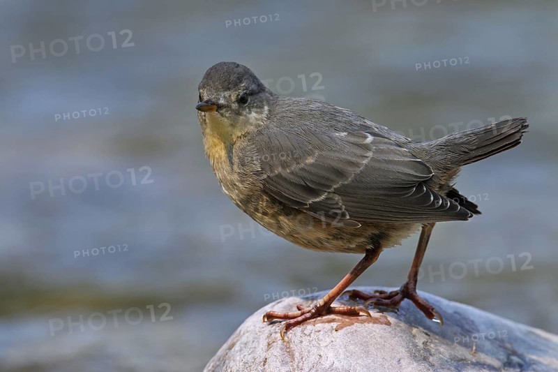 American dipper