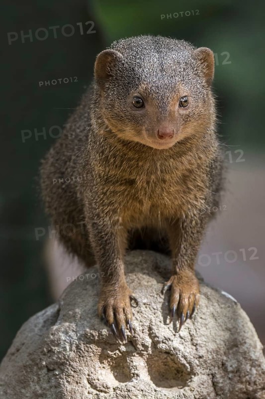 Common dwarf mongoose