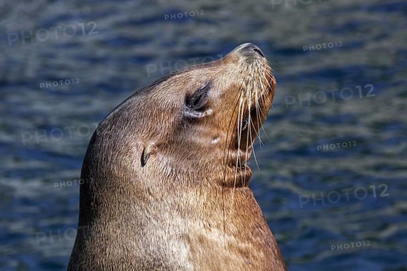 Steller sea lion