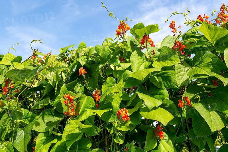 Leaves and red flowers of scarlet runner bean