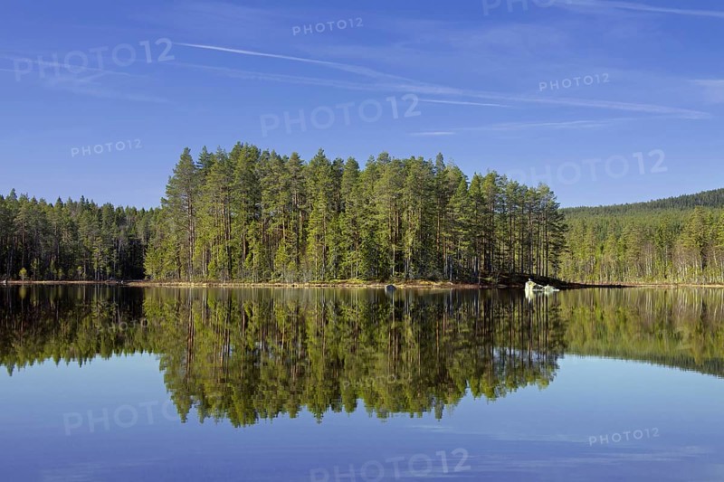 Forest with spruce trees along lake Gryssen in spring