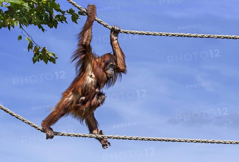 Sumatran orangutan