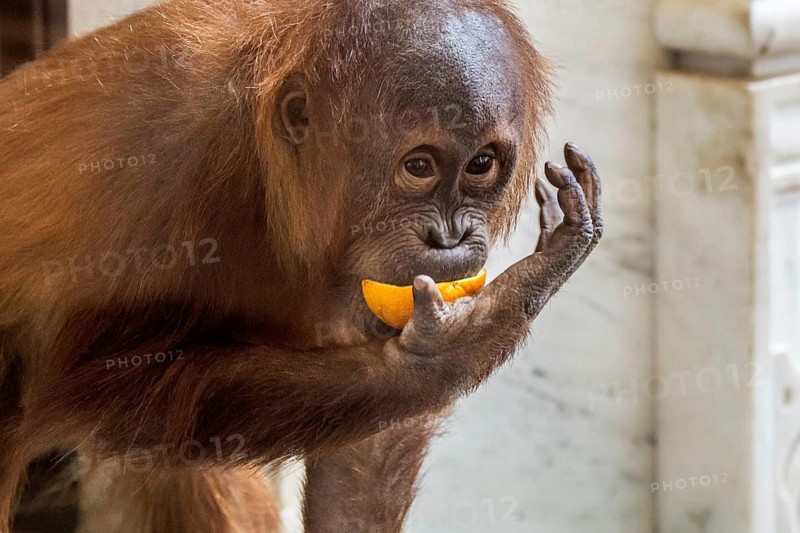 Close-up portrait of young Sumatran orangutan
