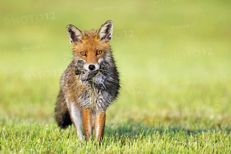 Red fox