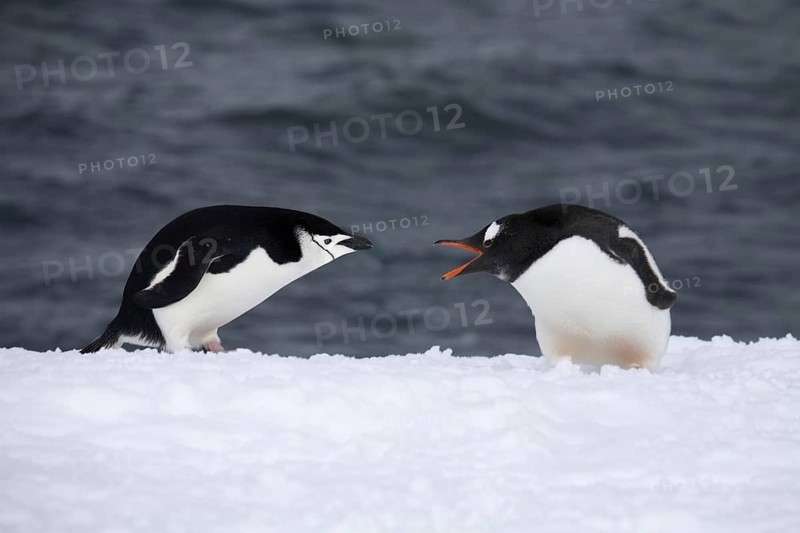 Chinstrap penguin