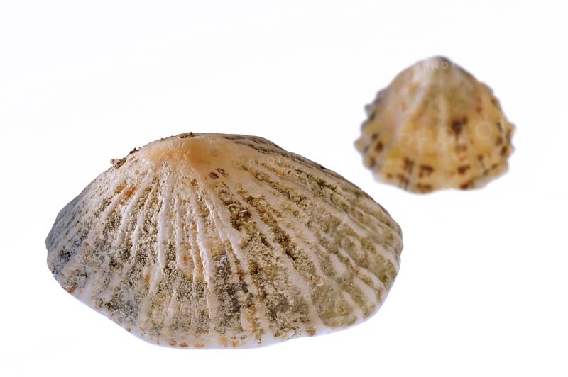 Common limpets