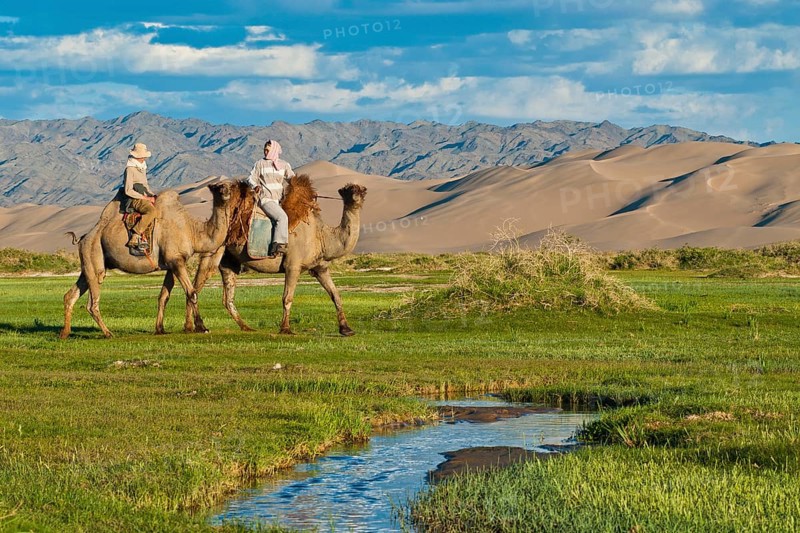 Tourist with Mongolian camel herder riding camels through lush green grassland towards the large sand dunes Khorgoryn Els in the Gobi Desert