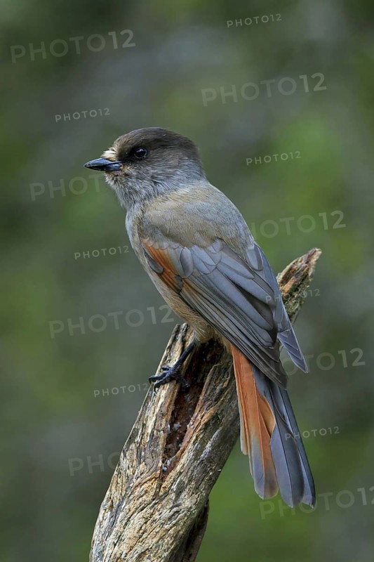 Siberian Jay