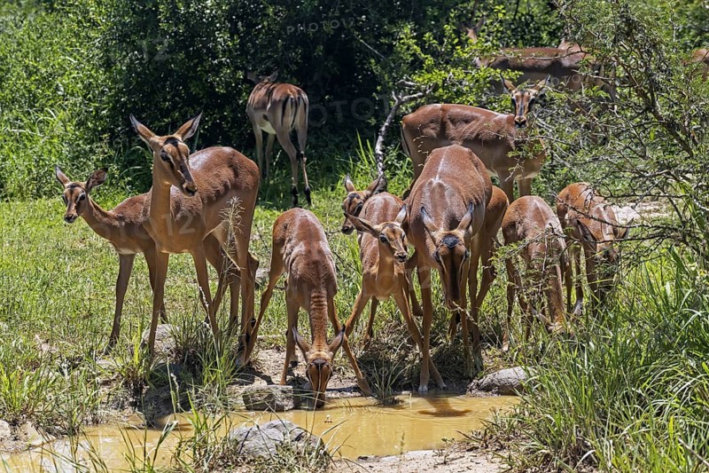 Impala females