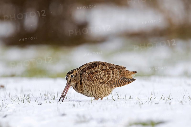 Eurasian woodcock