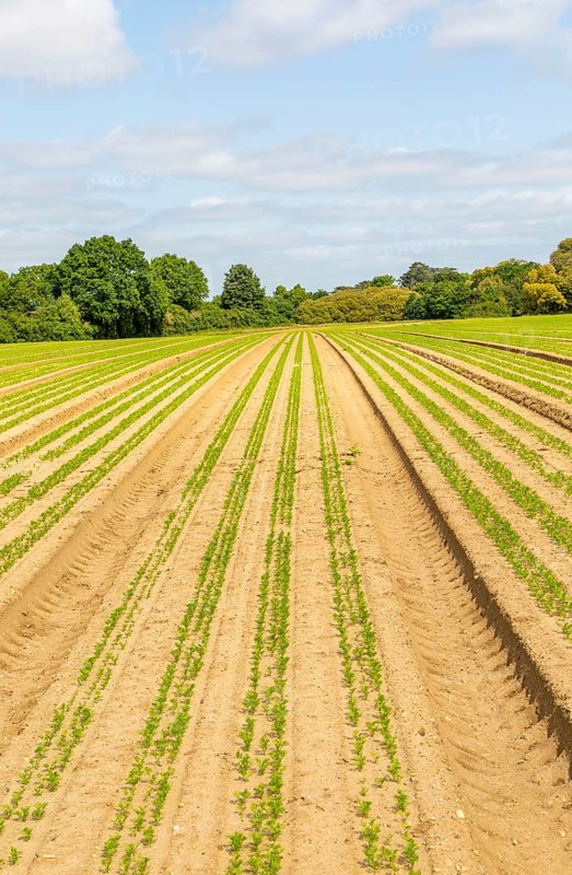 Carrot seedlings growing in lines across field into the distance