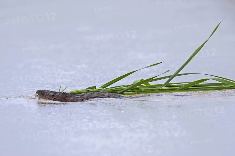 Muskrat