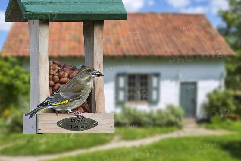 Greenfinch