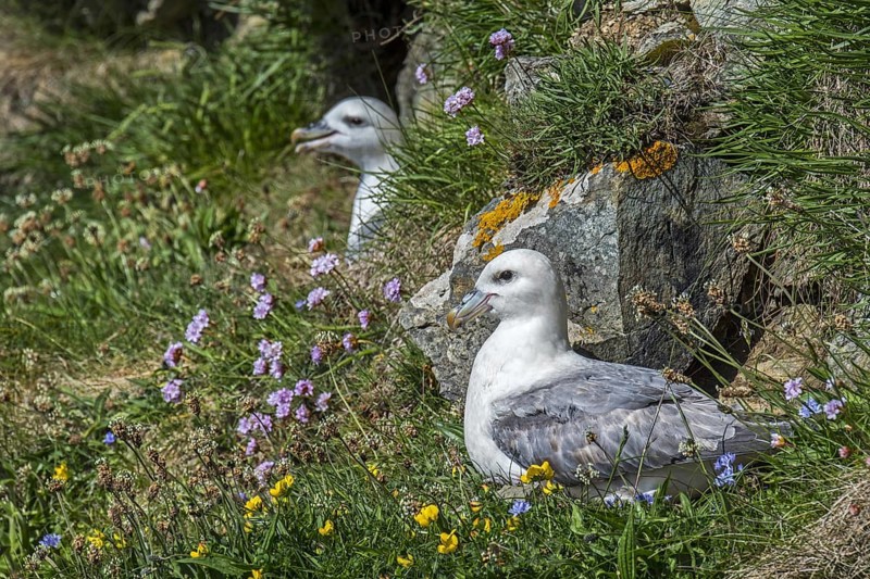 Northern fulmars