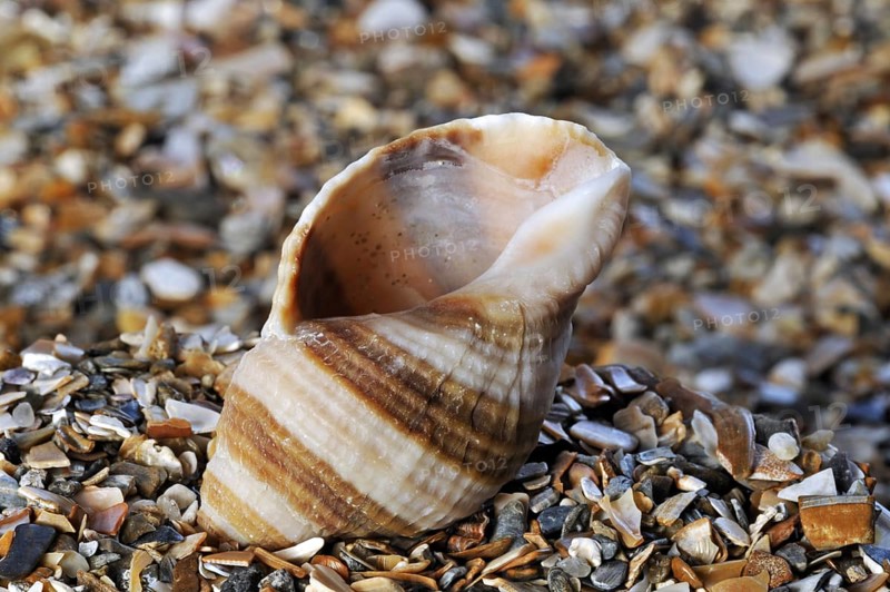 Dog whelk