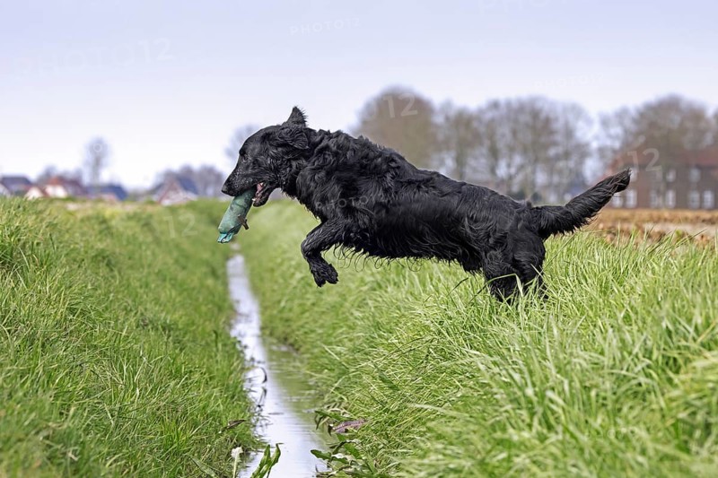 Black flat-coated retriever