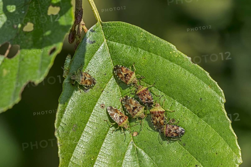 Parent bugs
