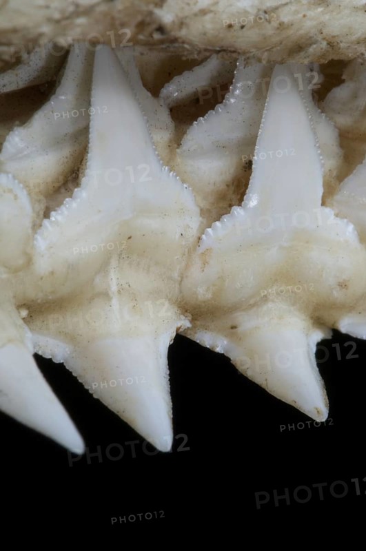 Shark upper jaw showing multiple layers of serrated teeth