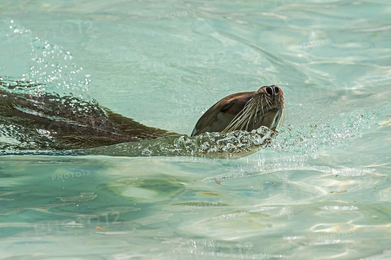 California sea lion