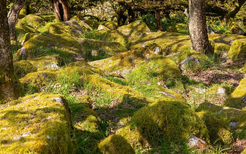 Trees in upland oakwood moss covered granite boulders