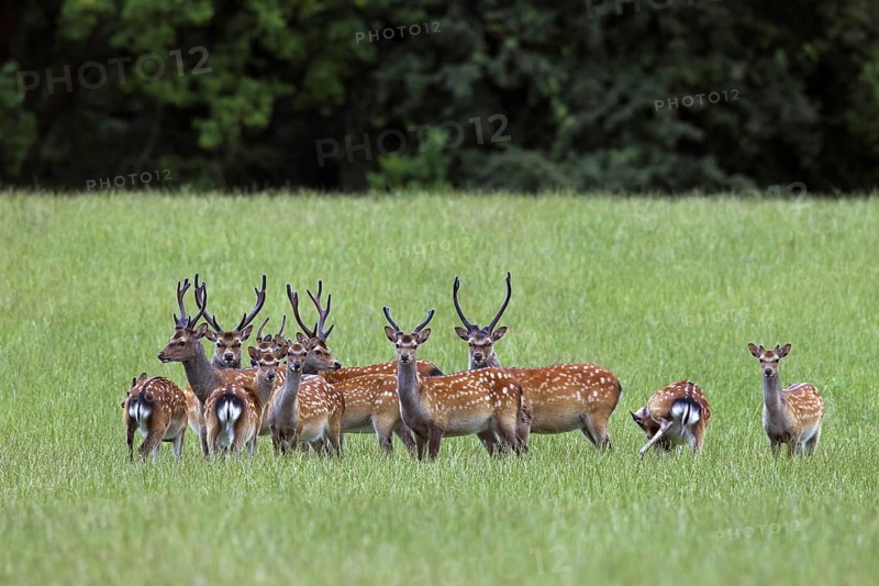Sika deer
