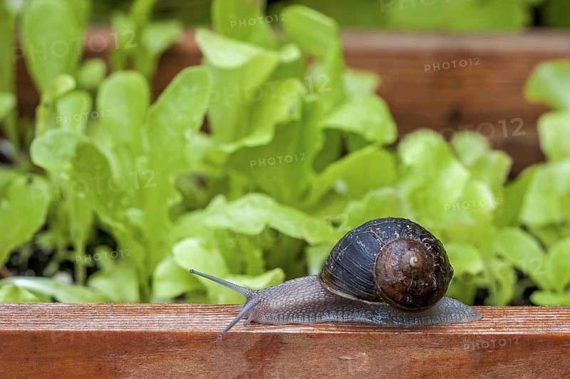 Common garden snail