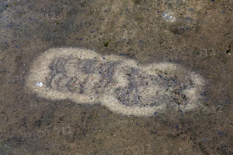 Traces by gulls in shallow water on mudflat from foot-paddling to whirl up small animals lying in the mud like mollusks