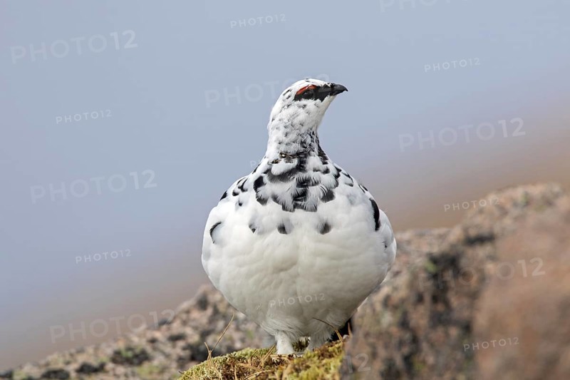 Rock ptarmigan
