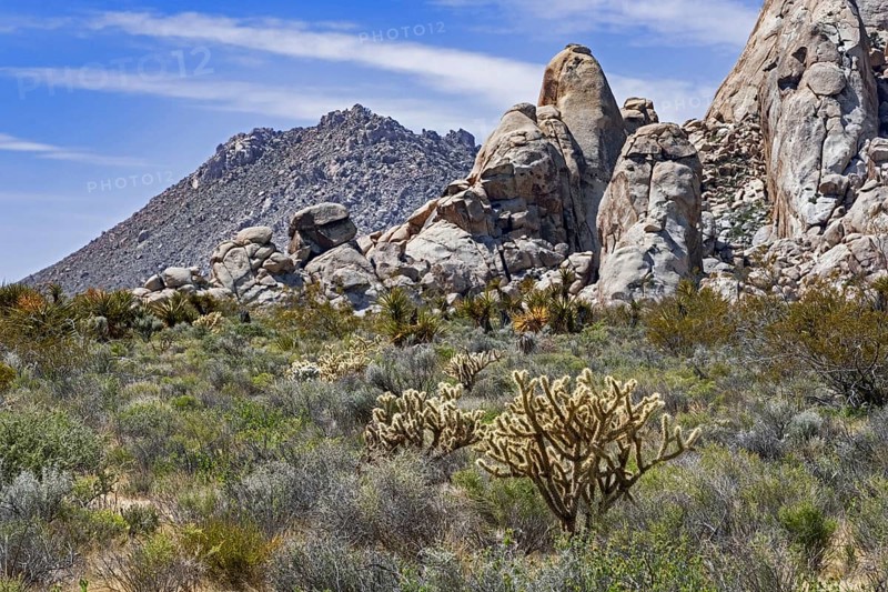 Silver cholla cacti and sagebrush scrub in the Mojave National Preserve in the Mojave Desert of San Bernardino County