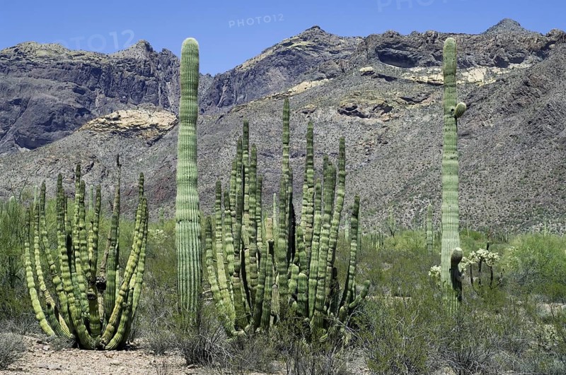 Saguaro