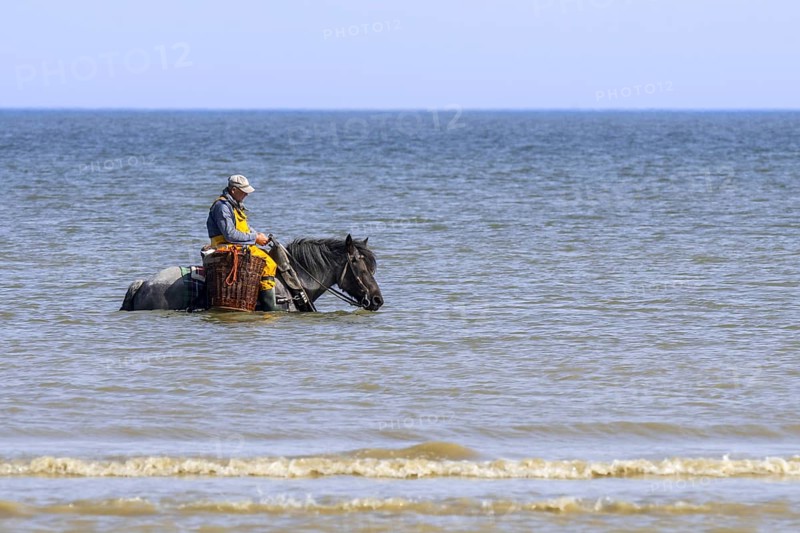 Shrimper on draught horse