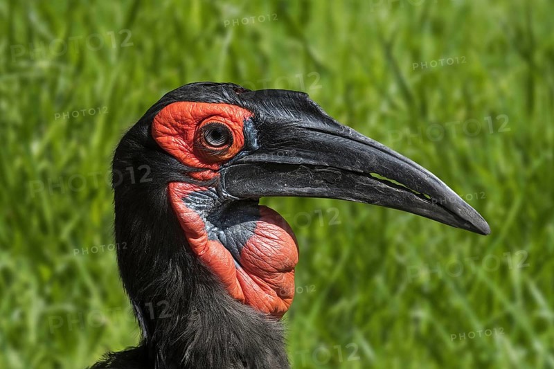 Southern ground hornbill