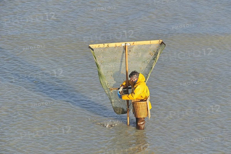Shrimper fishing for shrimps with shrimping net along the beach at Le Treport