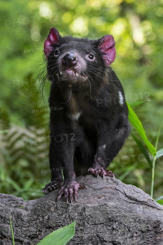 Tasmanian devil