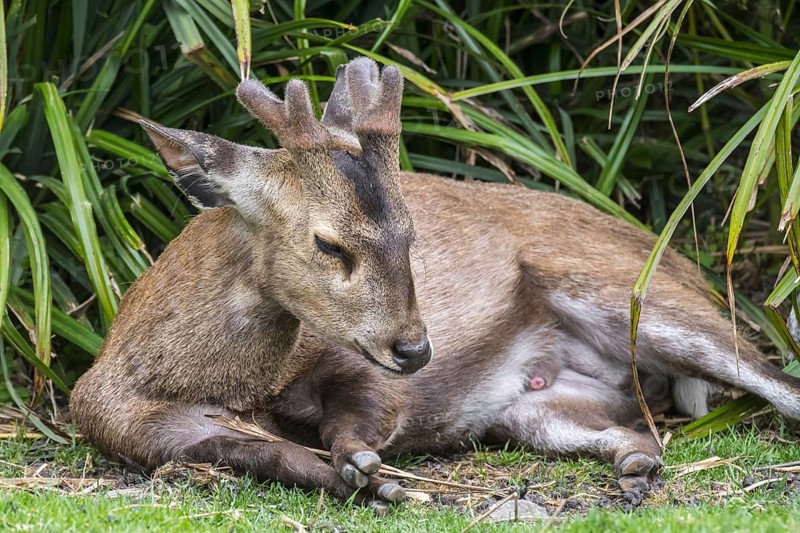 Indian hog deer