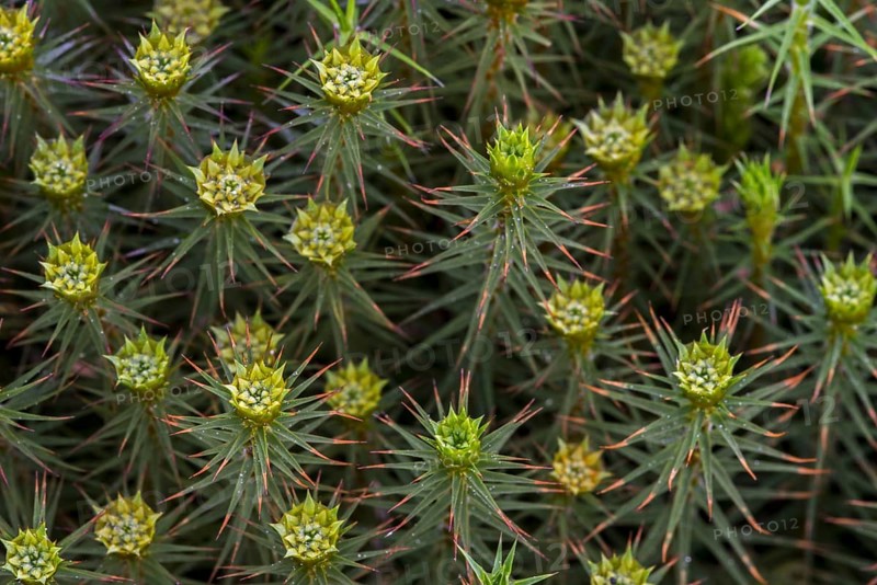 Juniper haircap