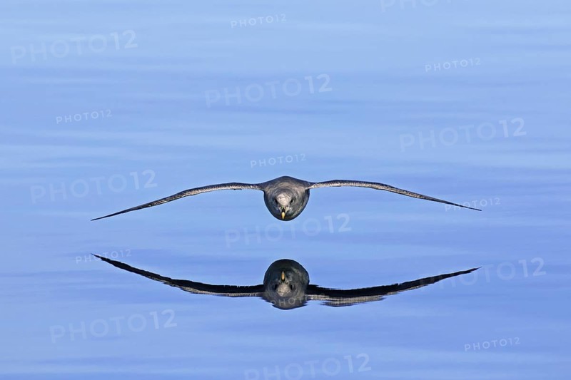 Northern fulmar