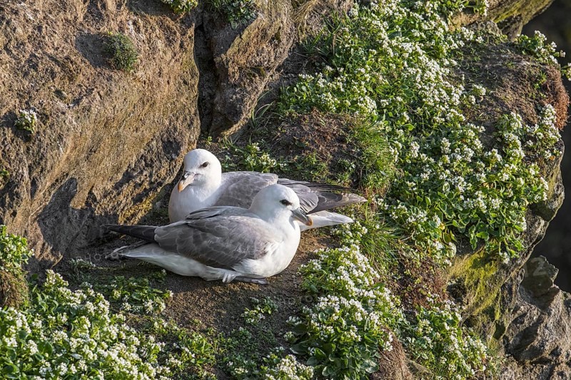 Northern fulmars