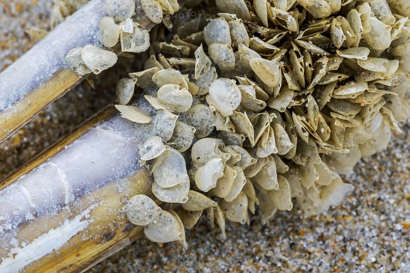 Egg cases