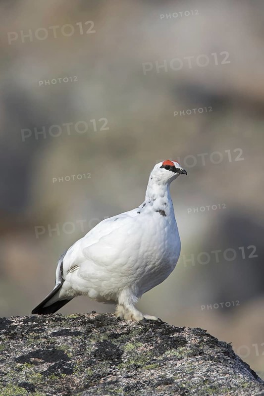 Rock ptarmigan