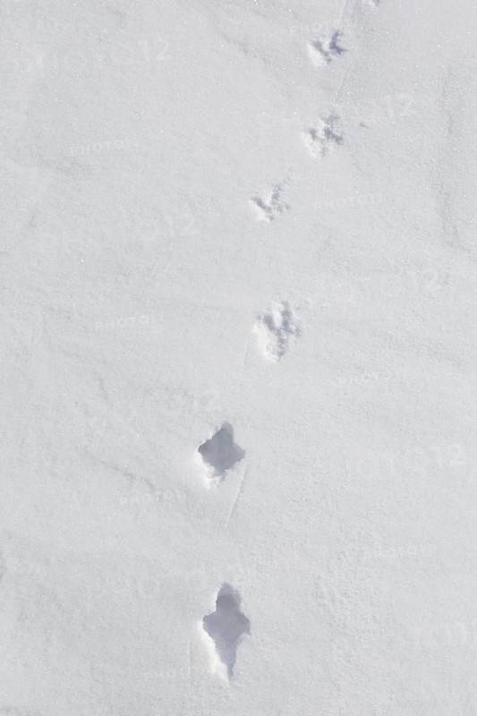 Rock ptarmigan