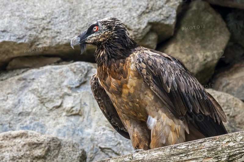 Bearded vulture