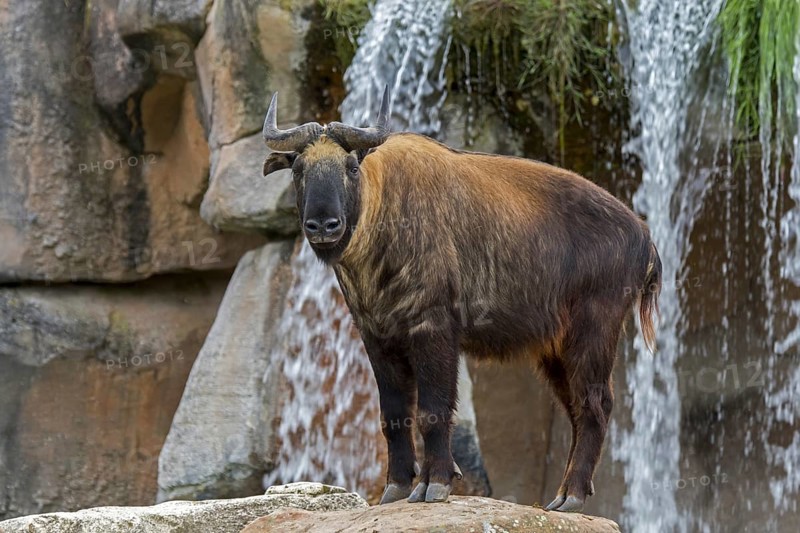 Mishmi takin