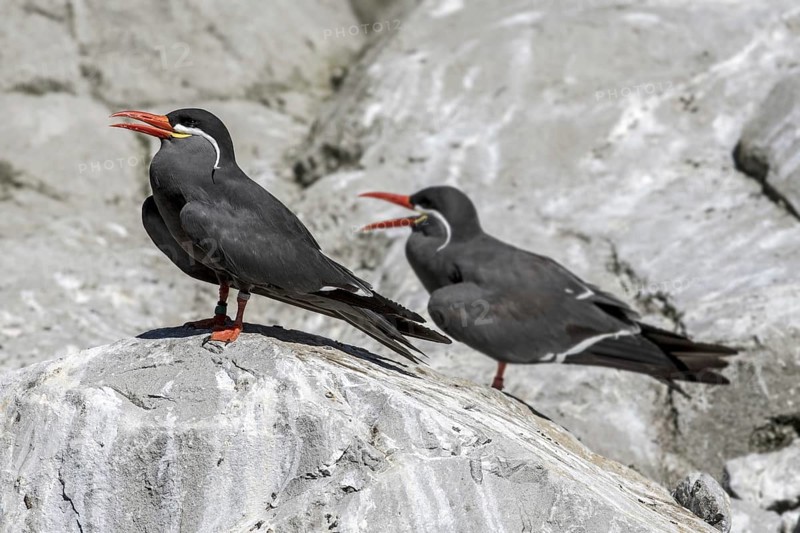 Two Inca terns