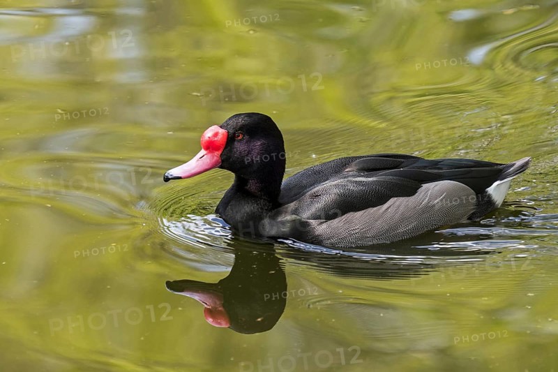 Rosy-billed pochard