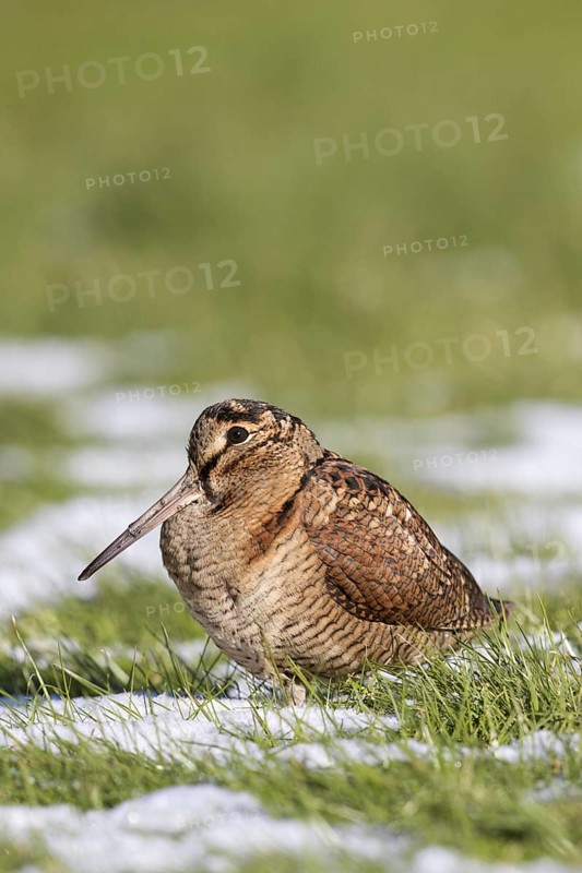 Eurasian woodcock