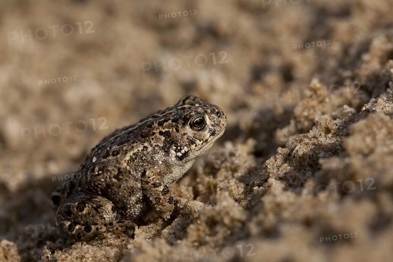 Natterjack toad