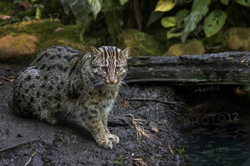Fishing cat