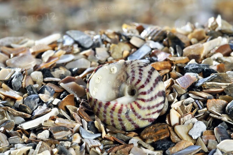 Flat top shell