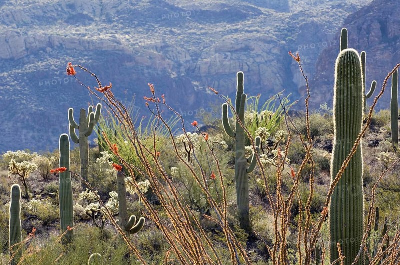 Ocotillo